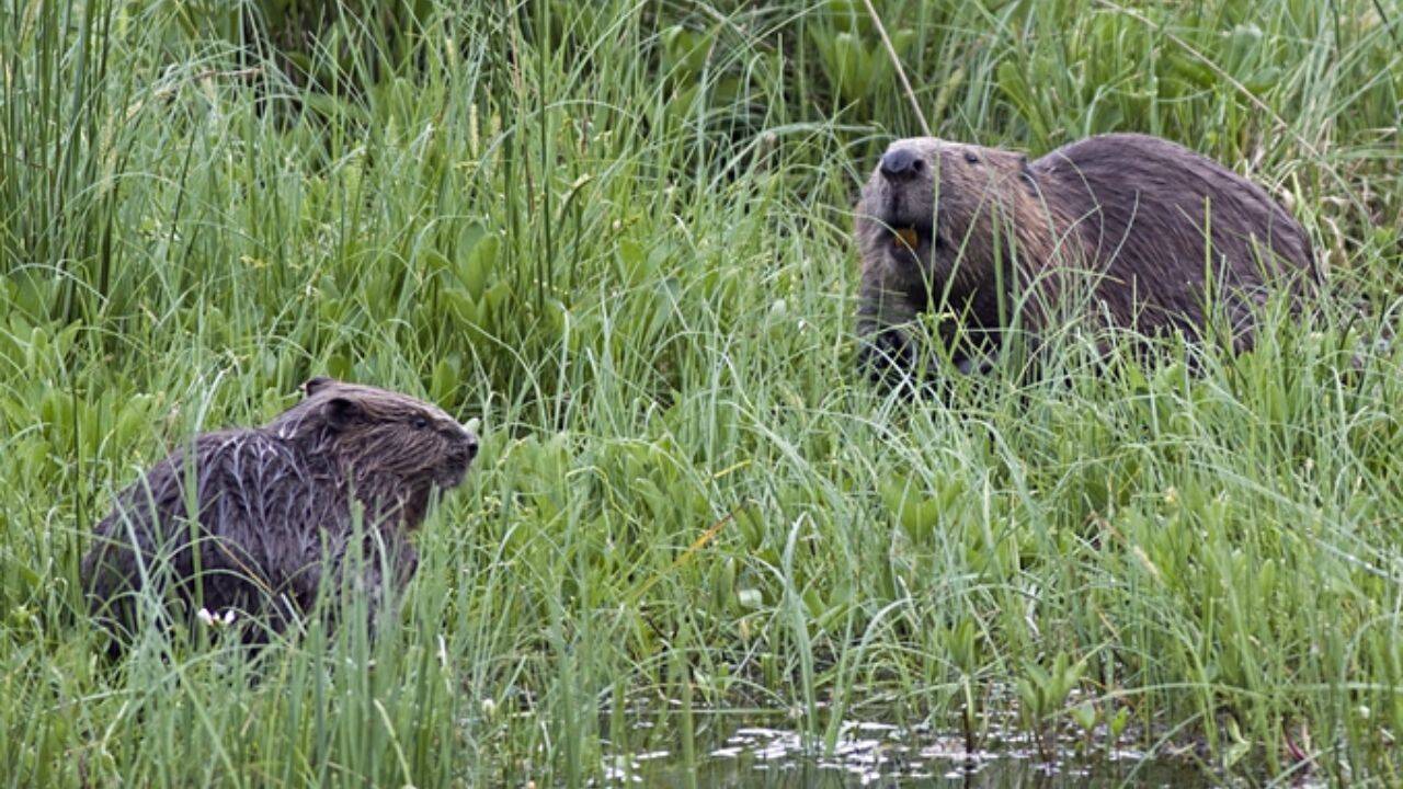 British beaver reintroduction cuts water flow by nearly half in five years