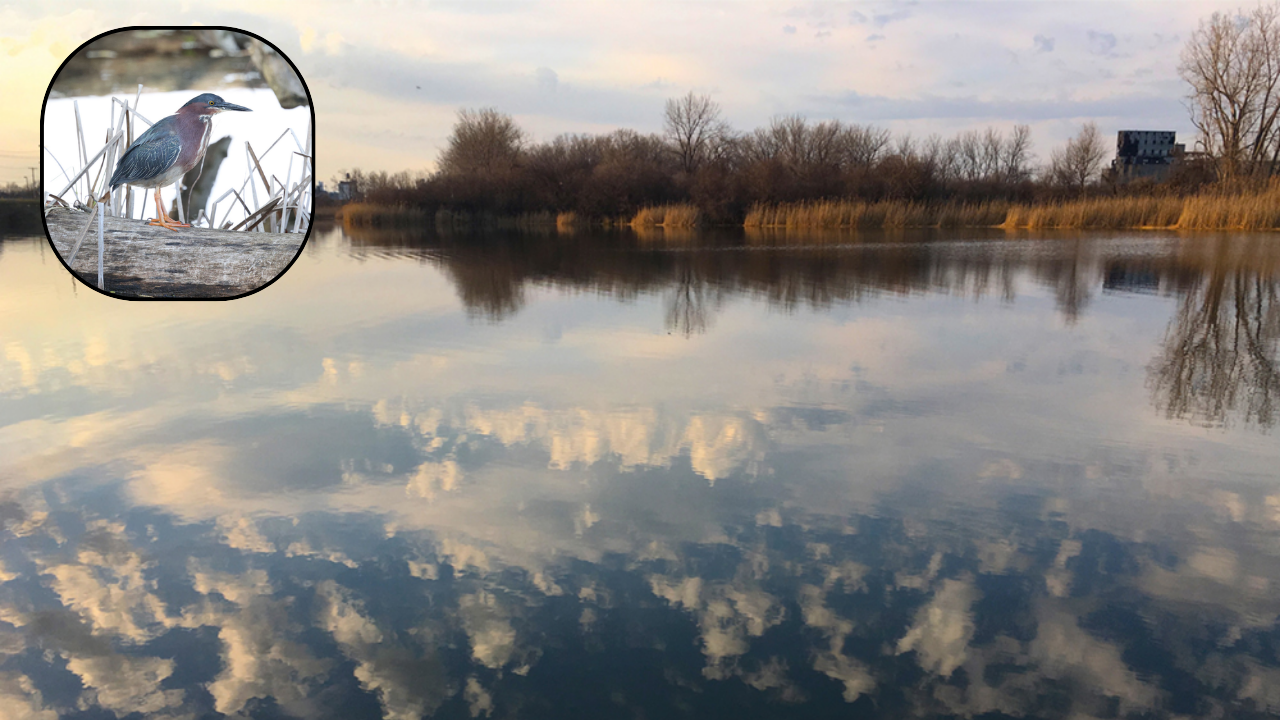 Former US landfill becomes thriving bird sanctuary after five decades