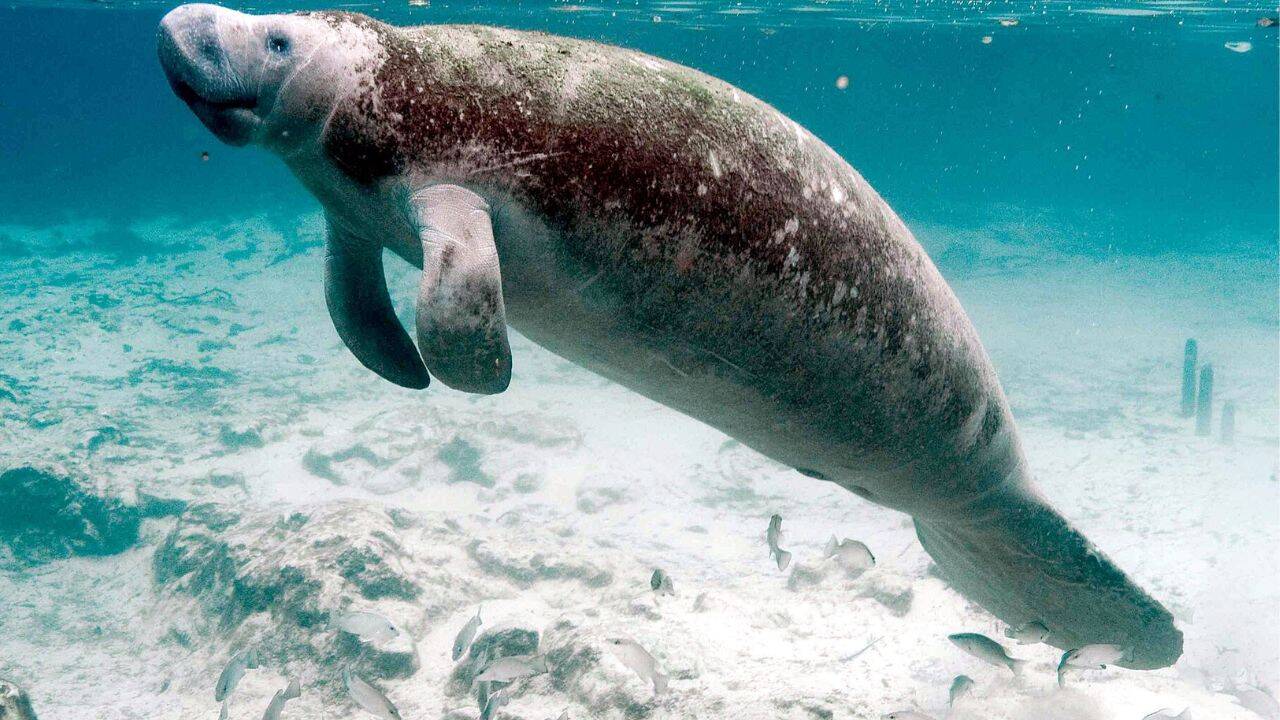 US Court Remands Florida Manatee Protection Case Over Changed Definition