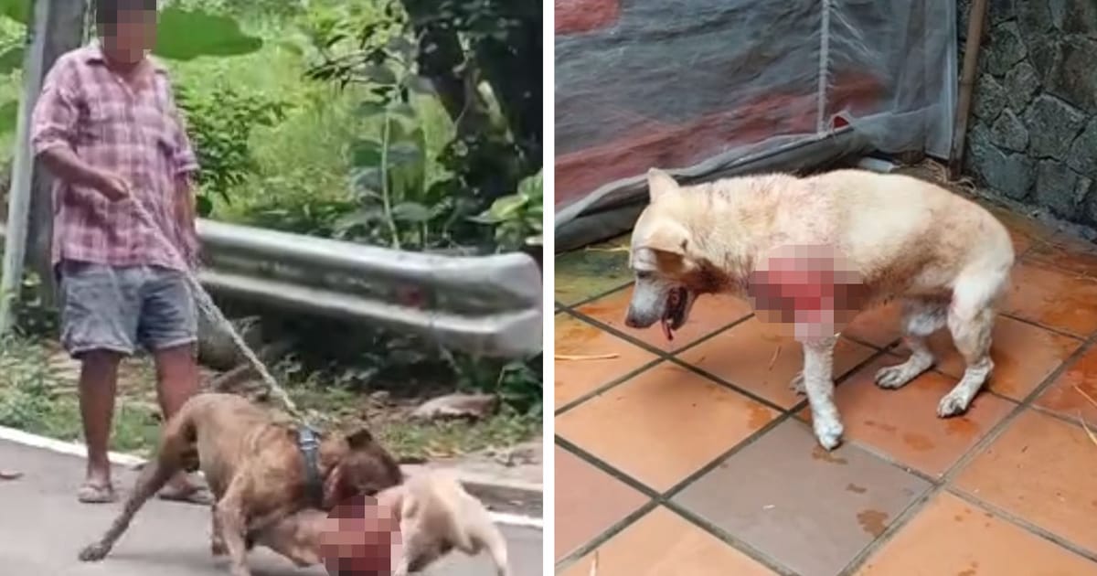 Penang vets urge police report if dog attack was deliberately instigated
