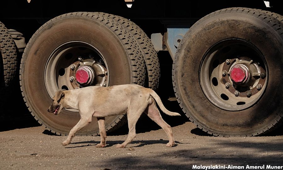 Operasi Besar-besaran Tangkap Anjing Liar Dilancar di Batu Pahat
