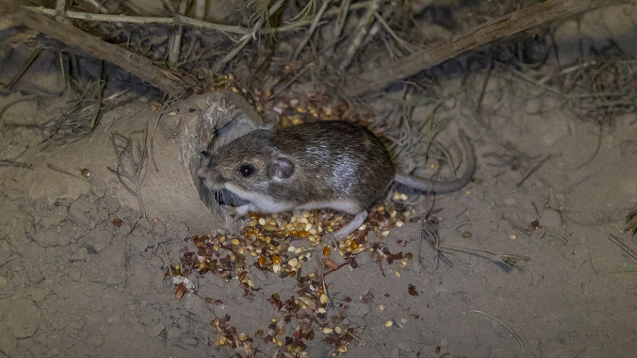California's tiny pocket mouse makes comeback after three-decade absence