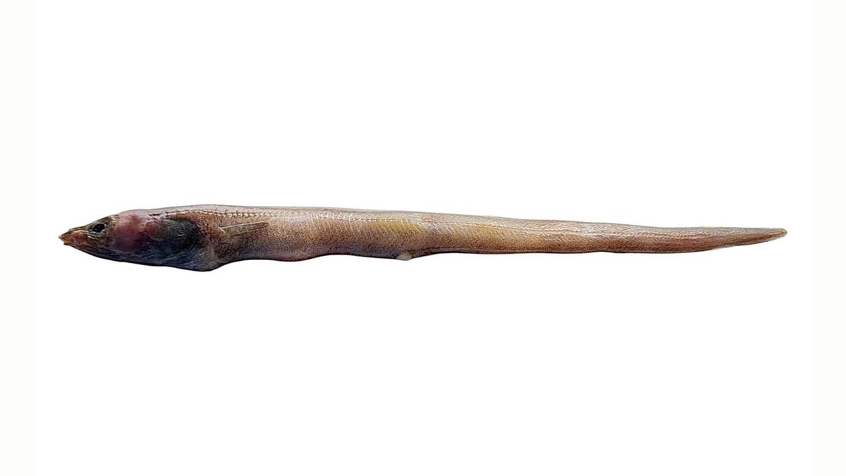 New eel species discovered in Arabian Sea, named after CMFRI