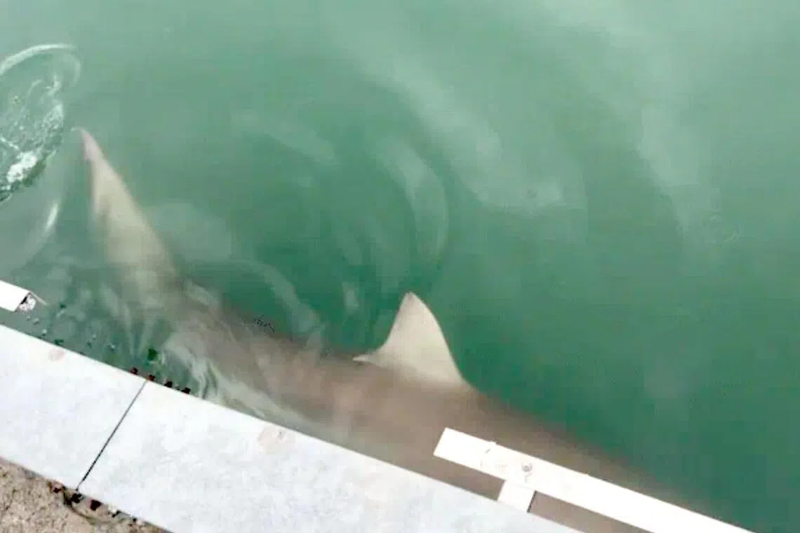 Large shark sighting draws crowds to Busan port in South Korea