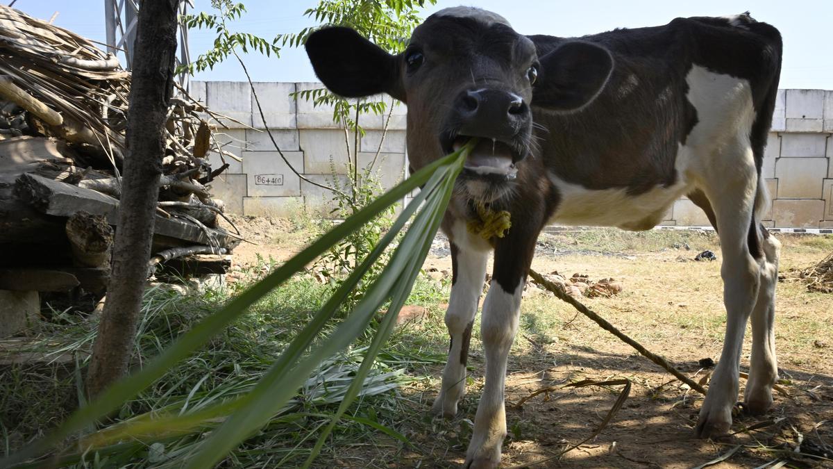 Animal Husbandry Department Eyes Mini Kits to Address Dairy Farmer Fodder Crisis