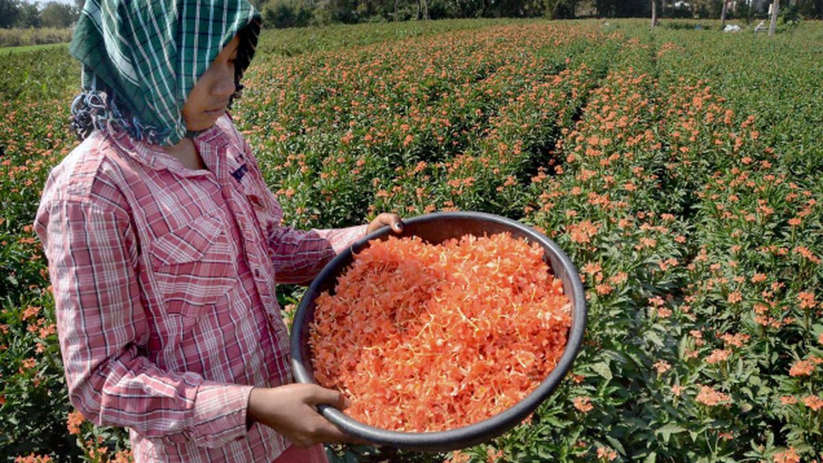 El Niño heat wilts Andhra Pradesh flower production by 40 percent