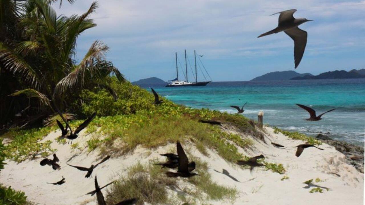 Seychelles island transforms into seabird sanctuary after 1973 conservation effort