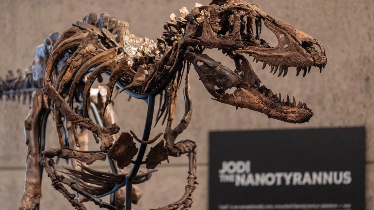 Rare dinosaur skeleton up for auction at $9 million price tag