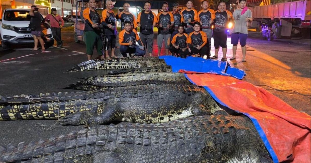 Sarawak wildlife authorities capture nine crocodiles in two-day operation