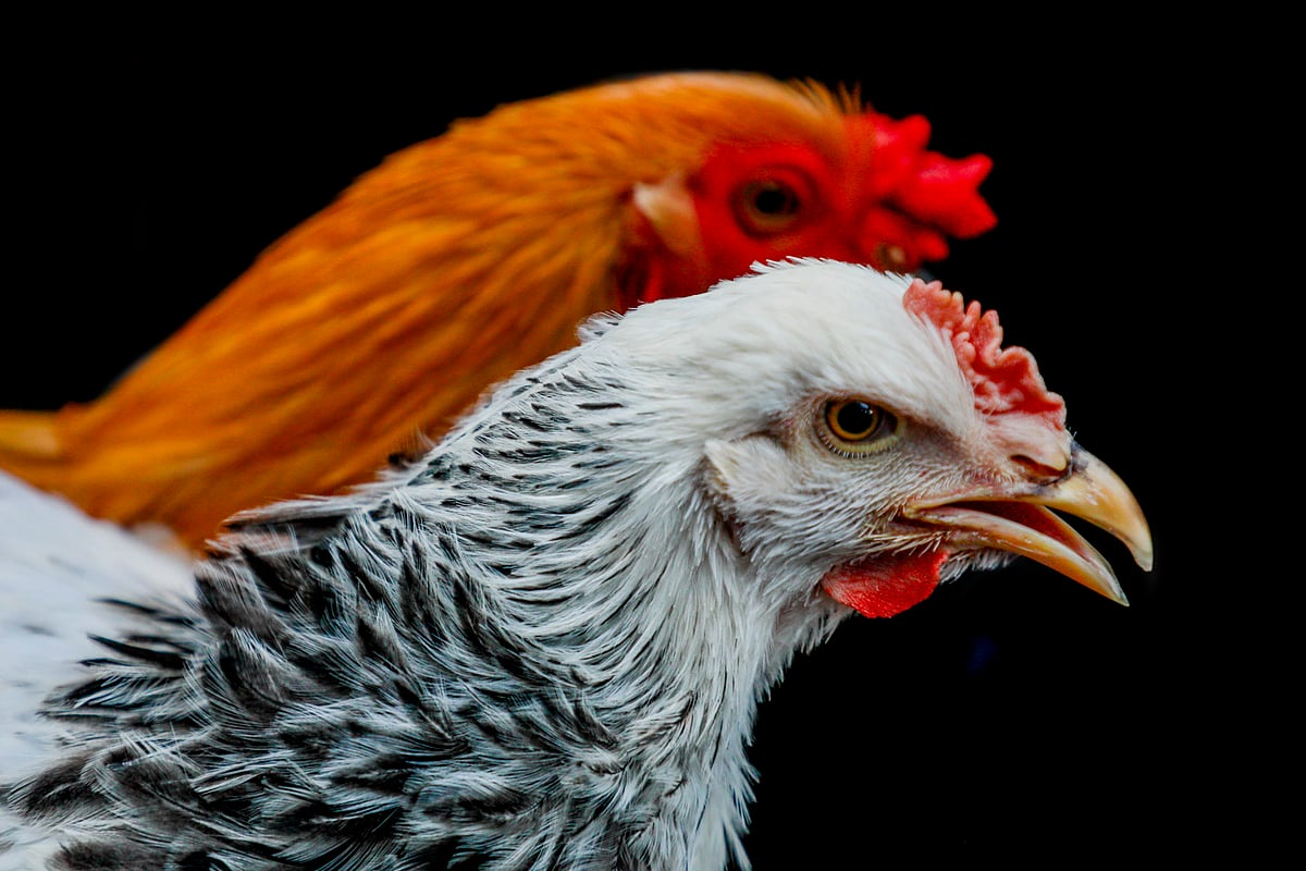 Premium chicken breeds command prices up to Tk 10,000 per pair in Dhaka market
