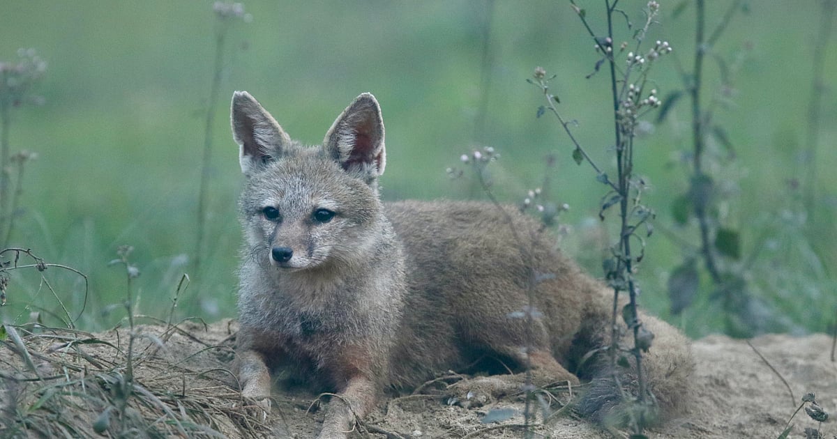 Bengal foxes prove vital allies in protecting crops and ecosystems