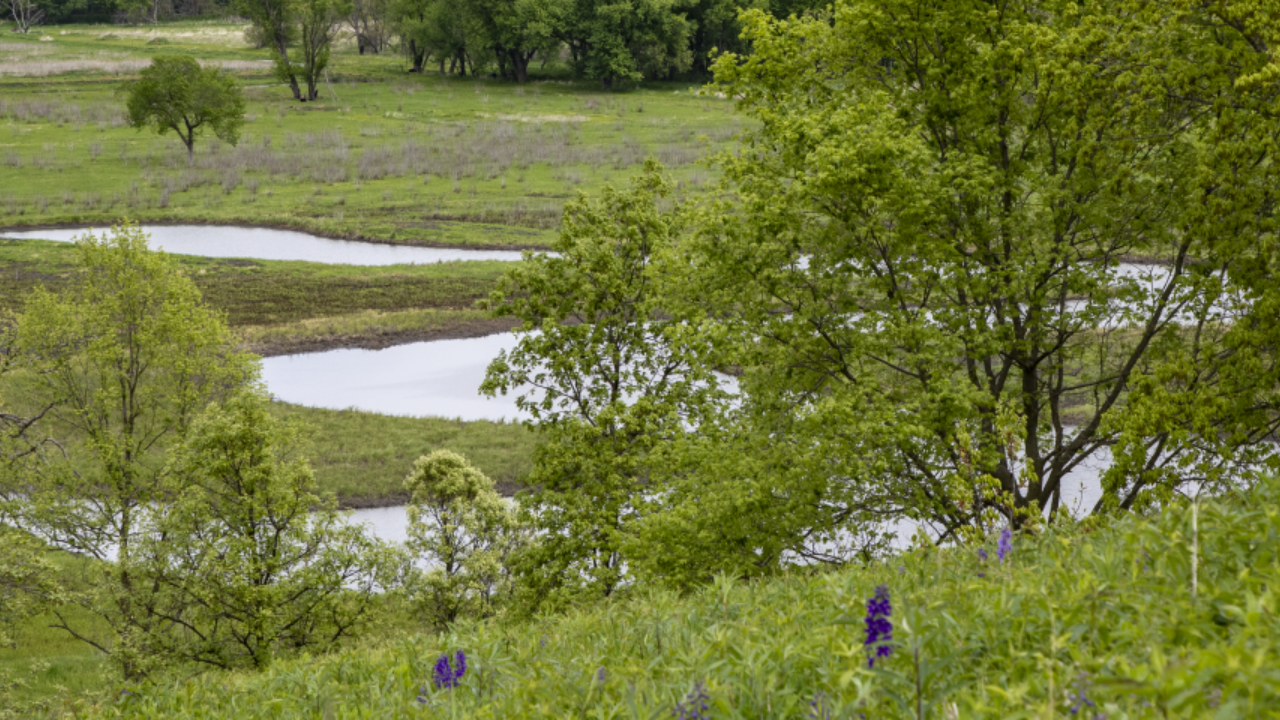 American couple reclaim land overrun by invasive species, restore rare habitat