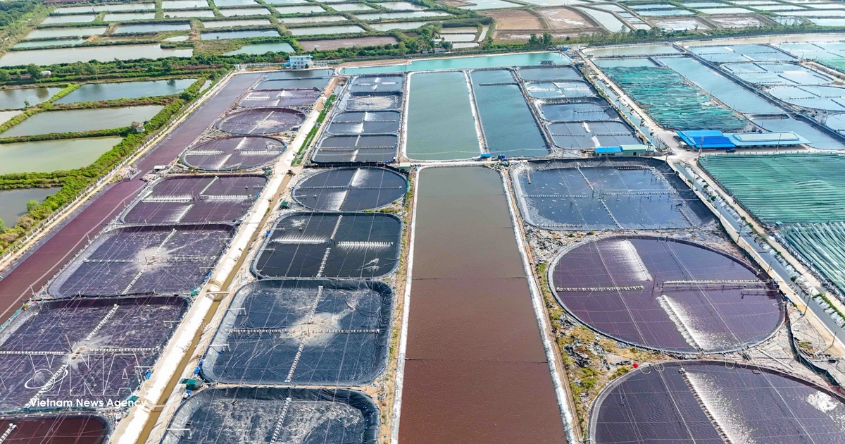 Agriculture sector bolsters Vietnam's economy amid broad-based growth