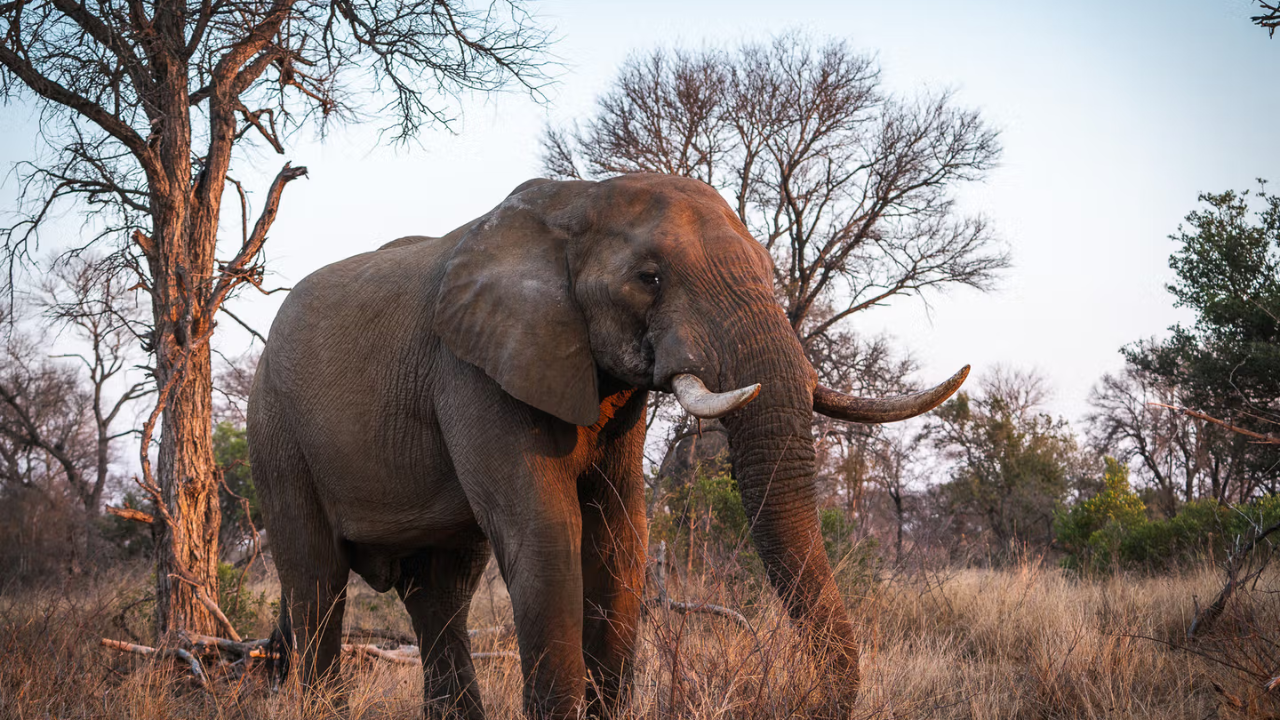 Mozambique's Zinave Park Rebounds: 37 Rhinos Signal Wildlife Recovery