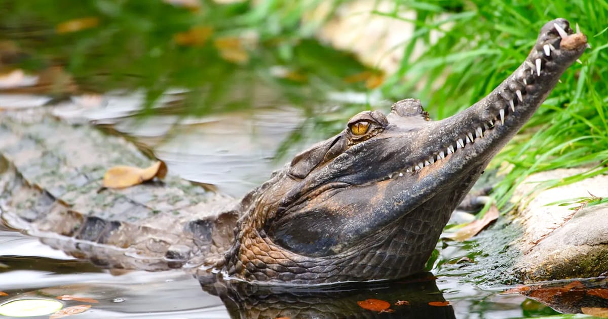 Buaya purba Mesir berkait rapat dengan spesies Malaysia