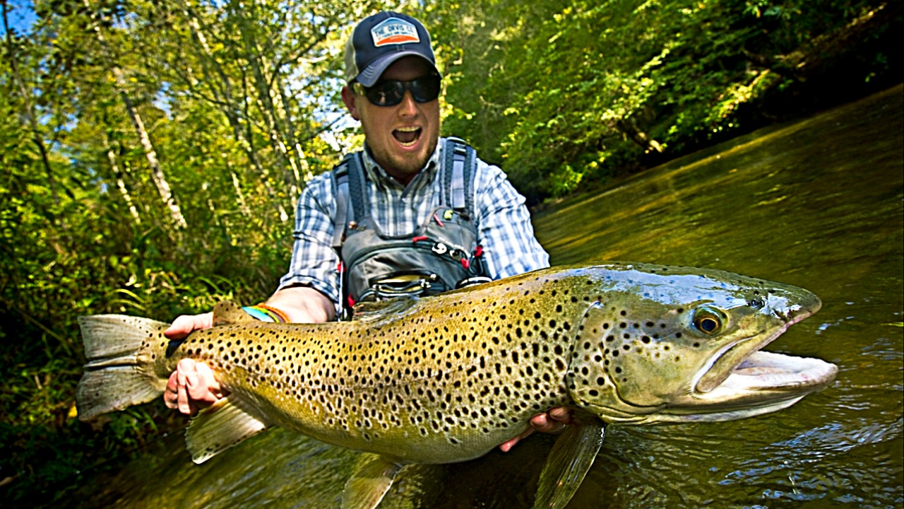 New Zealand's century-old trout introduction created ecological crisis