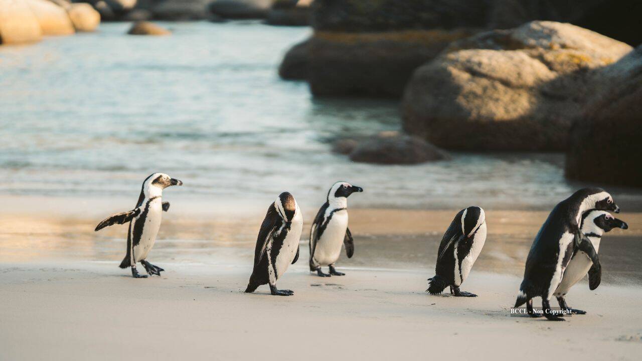 Australian wildlife sanctuary's fox control boosts penguin population threefold