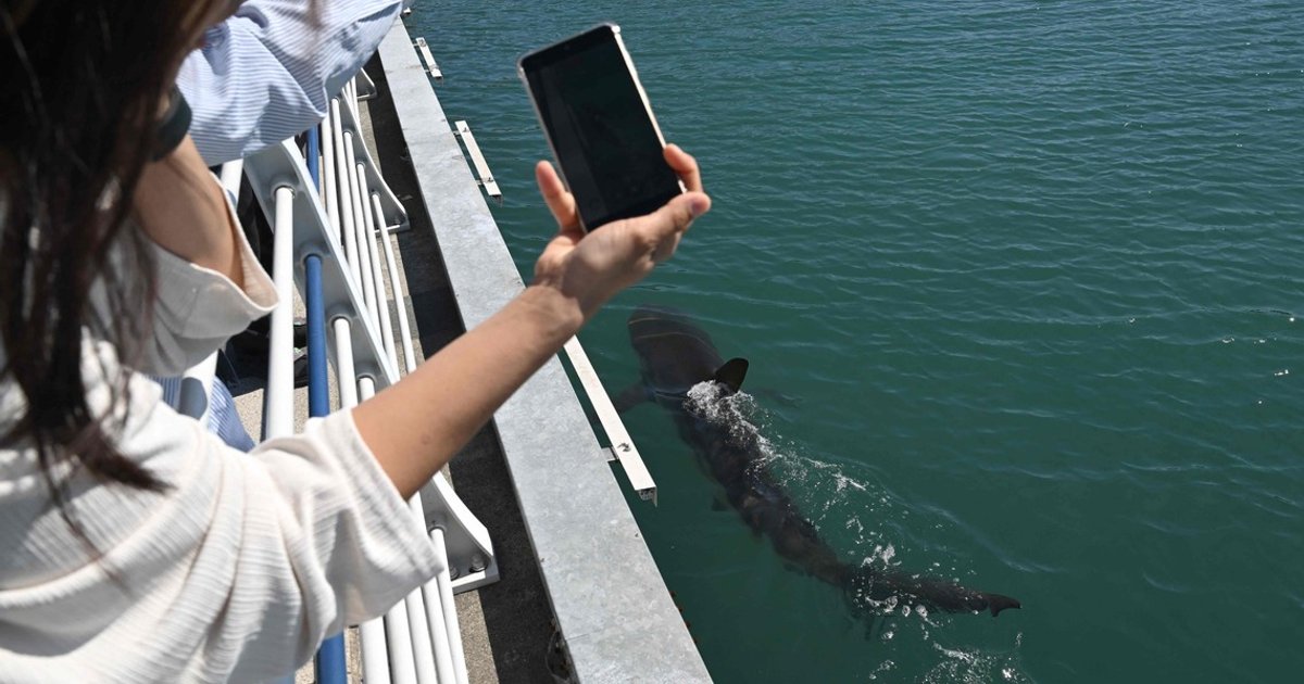 Busan shark faces critical survival window as rescue efforts intensify