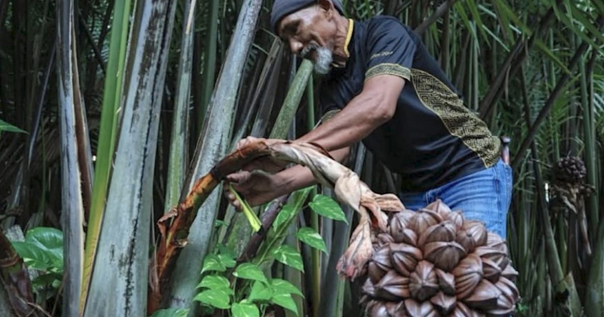 Pohon Nipah Ubah Tanah Paya Lama Perlis Menjadi Sumber Pendapatan