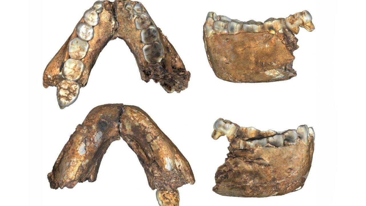 Two-million-year-old fossil reveals early human species in southern Africa