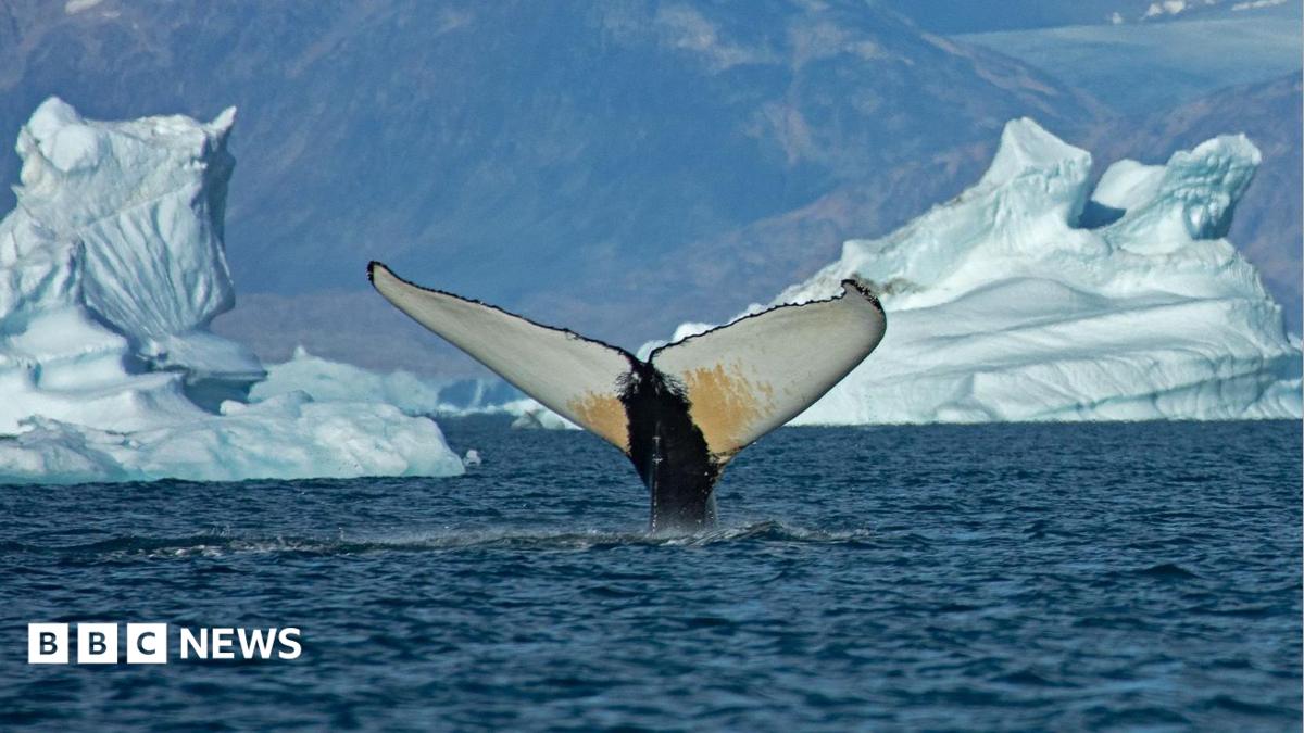 Climate change opens Greenland waters to whale migrations
