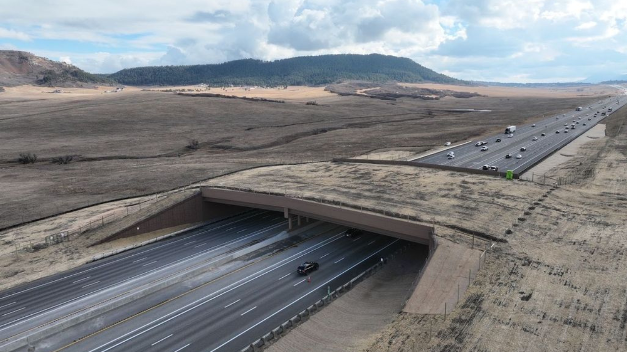 Wildlife overpass in US drastically reduces animal-vehicle collisions