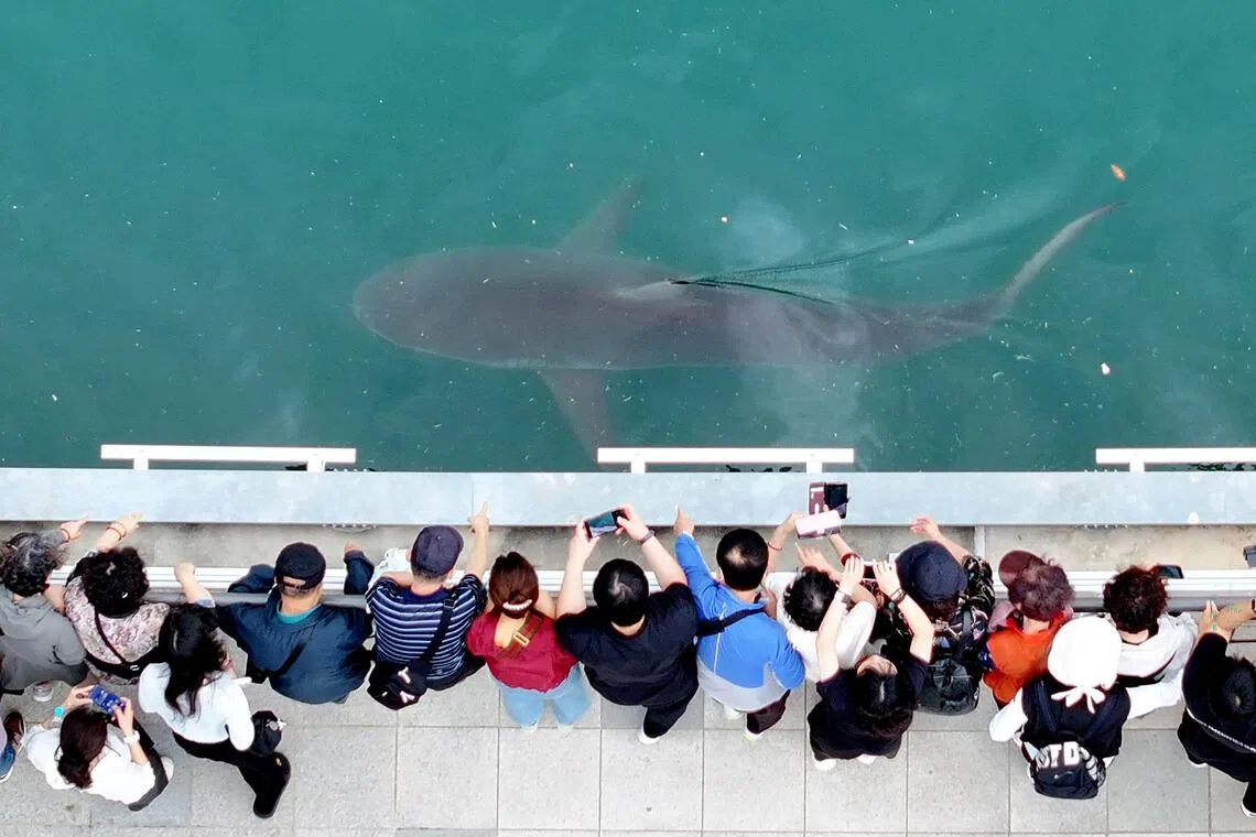 Rare shark sightings in Busan highlight warming waters in Korean peninsula