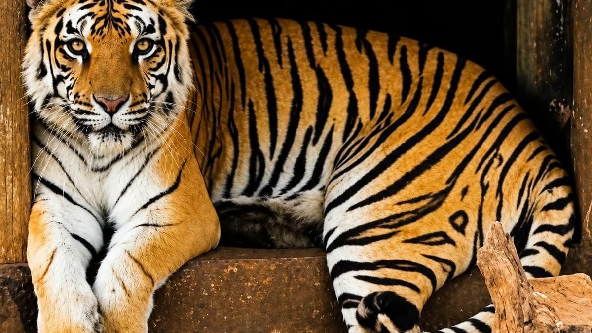 Tigress Dashami dies at Shivamogga zoo following age-related illness