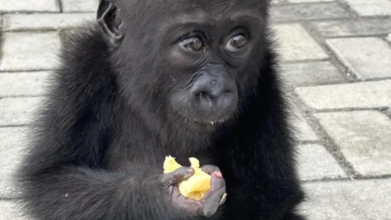 Rescued gorilla Bili begins new life in Congo after trafficking ordeal