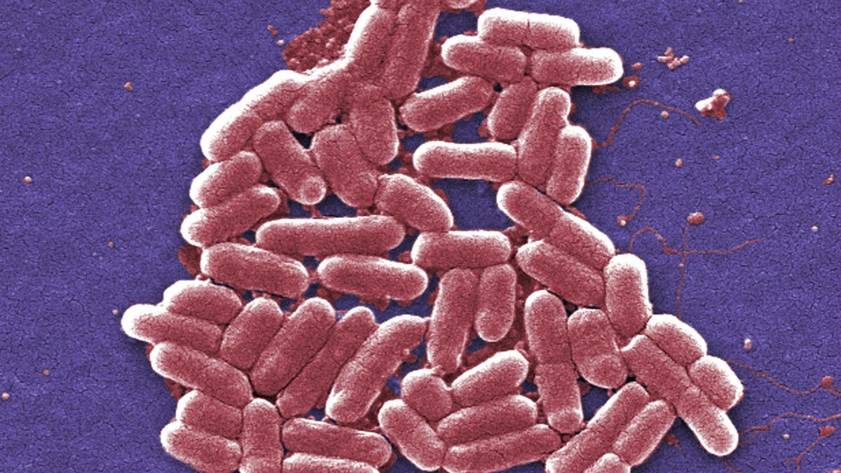 E. coli contamination in bottled water sparks safety push in Kochi