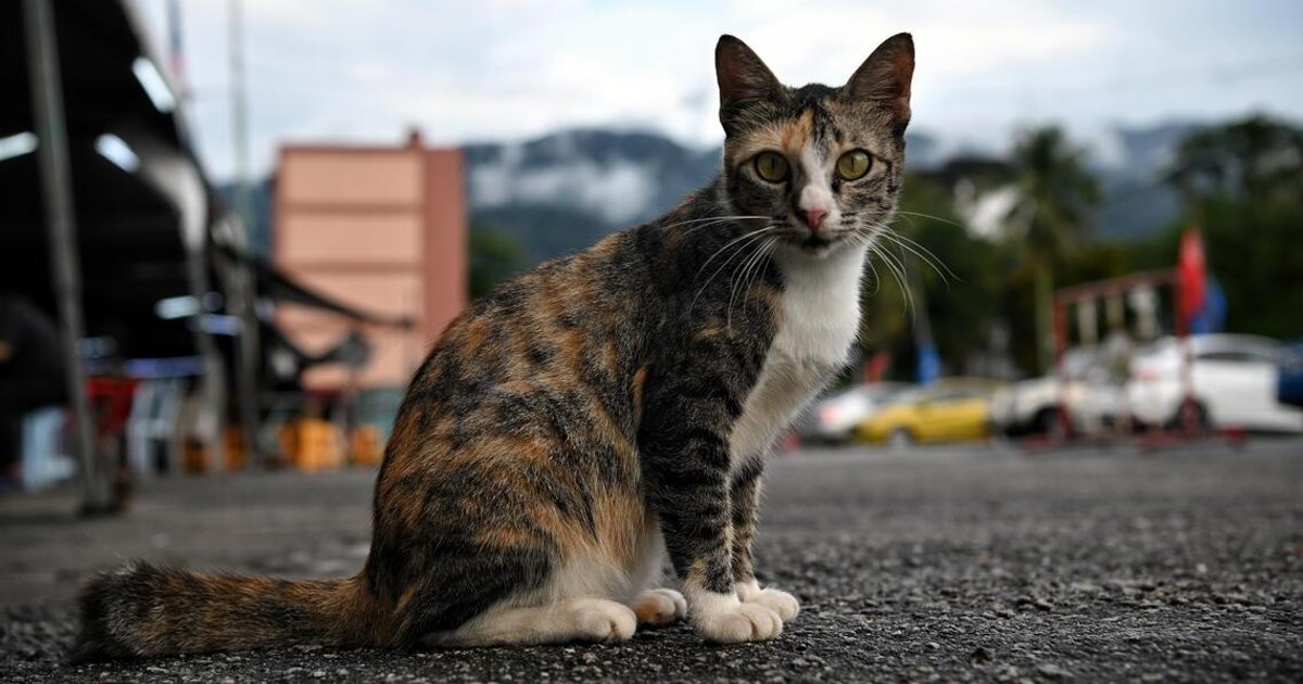 Malaysian vets report surge in pet respiratory cases amid haze