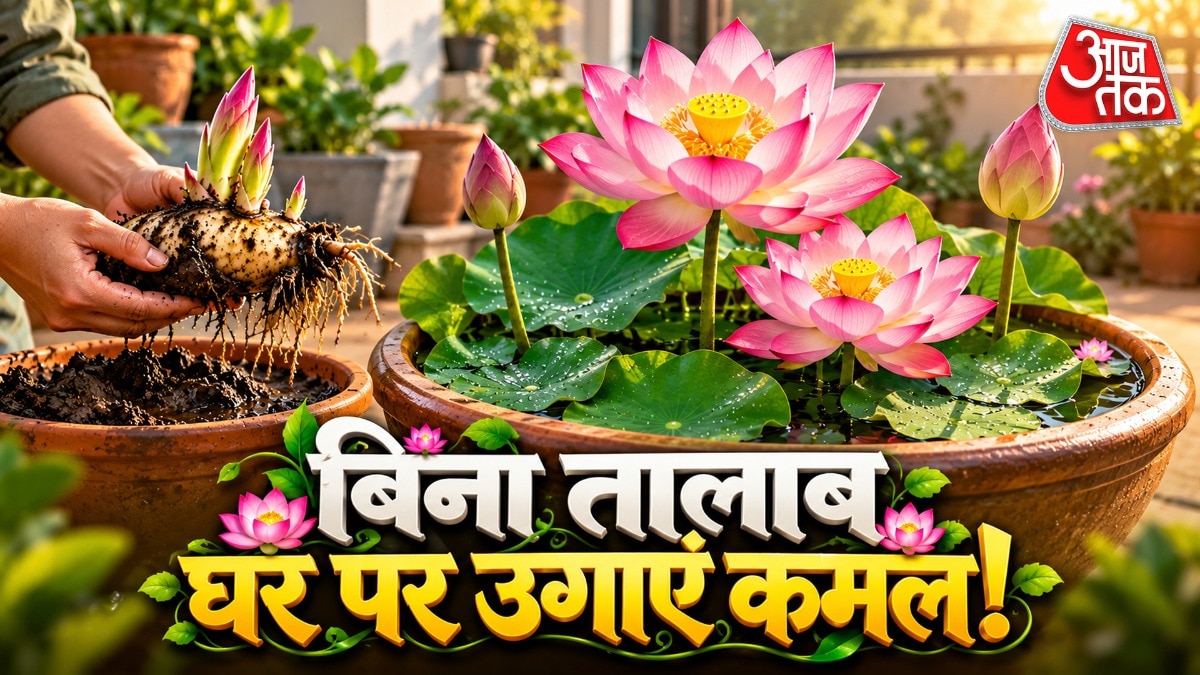Grow Lotus Flowers at Home in Pots for Diwali Season