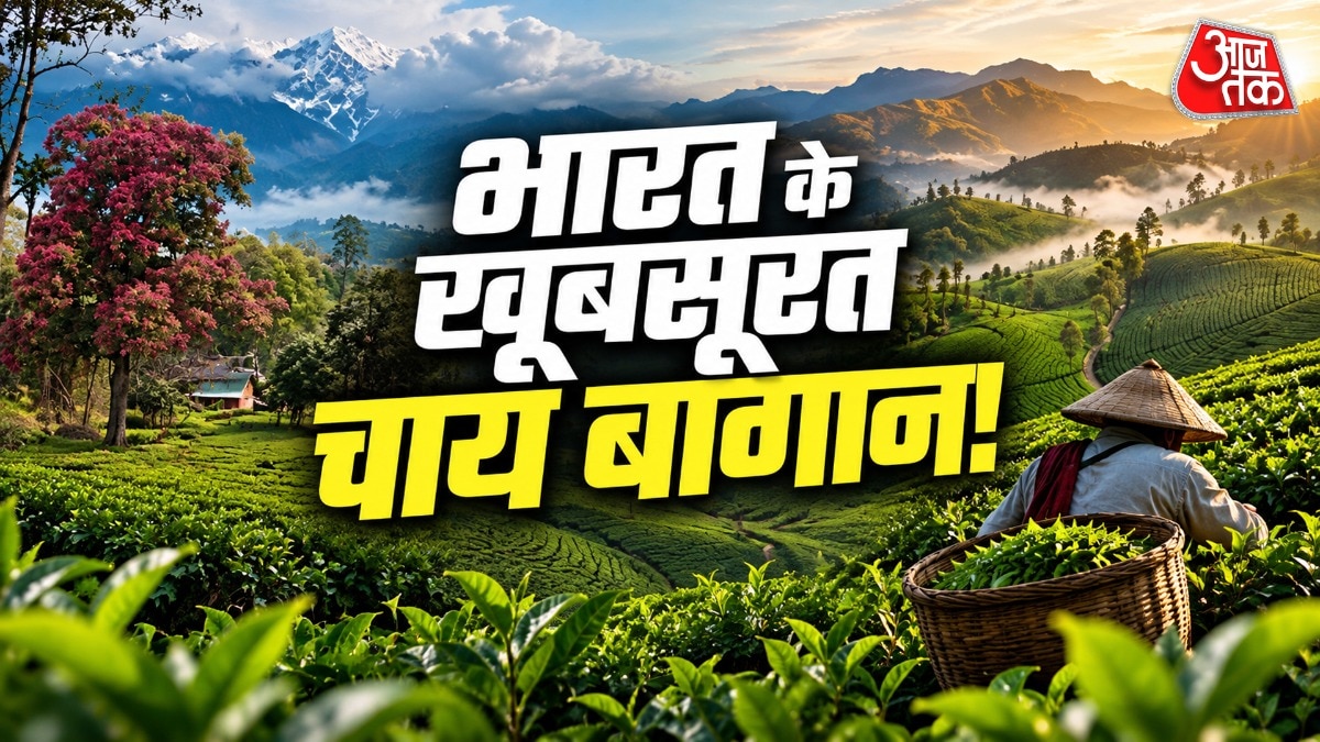 India's tea estates emerge as premier destinations for nature enthusiasts