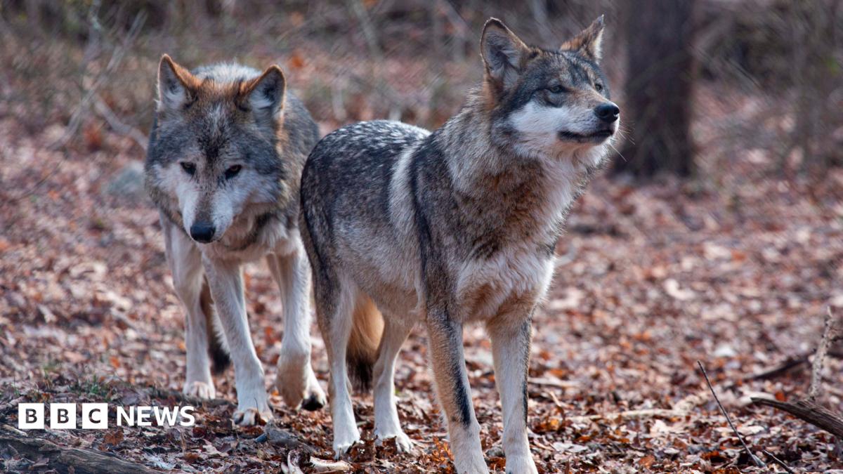Trump administration moves to strip endangered species protections from grey wolves