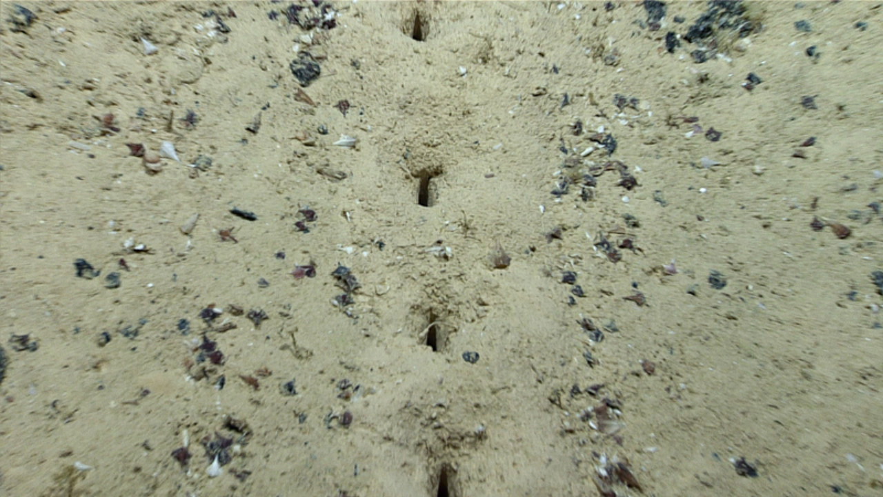Scientists baffled by mysterious holes discovered on Pacific ocean floor