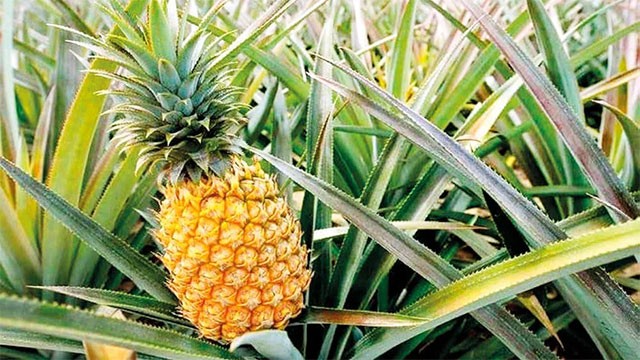 Insurance scheme launched to shield fruit farmers from crop losses