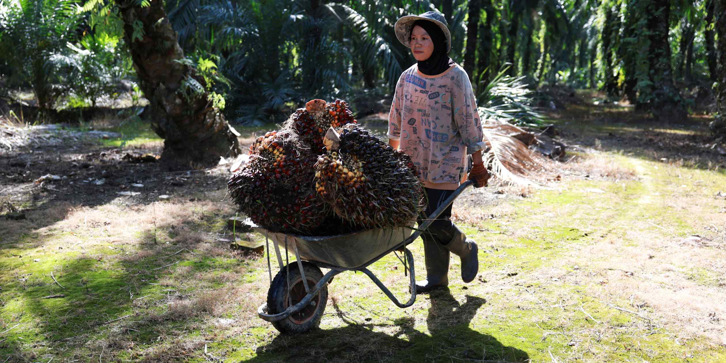 Southeast Asia drought to keep palm oil prices elevated through 2024