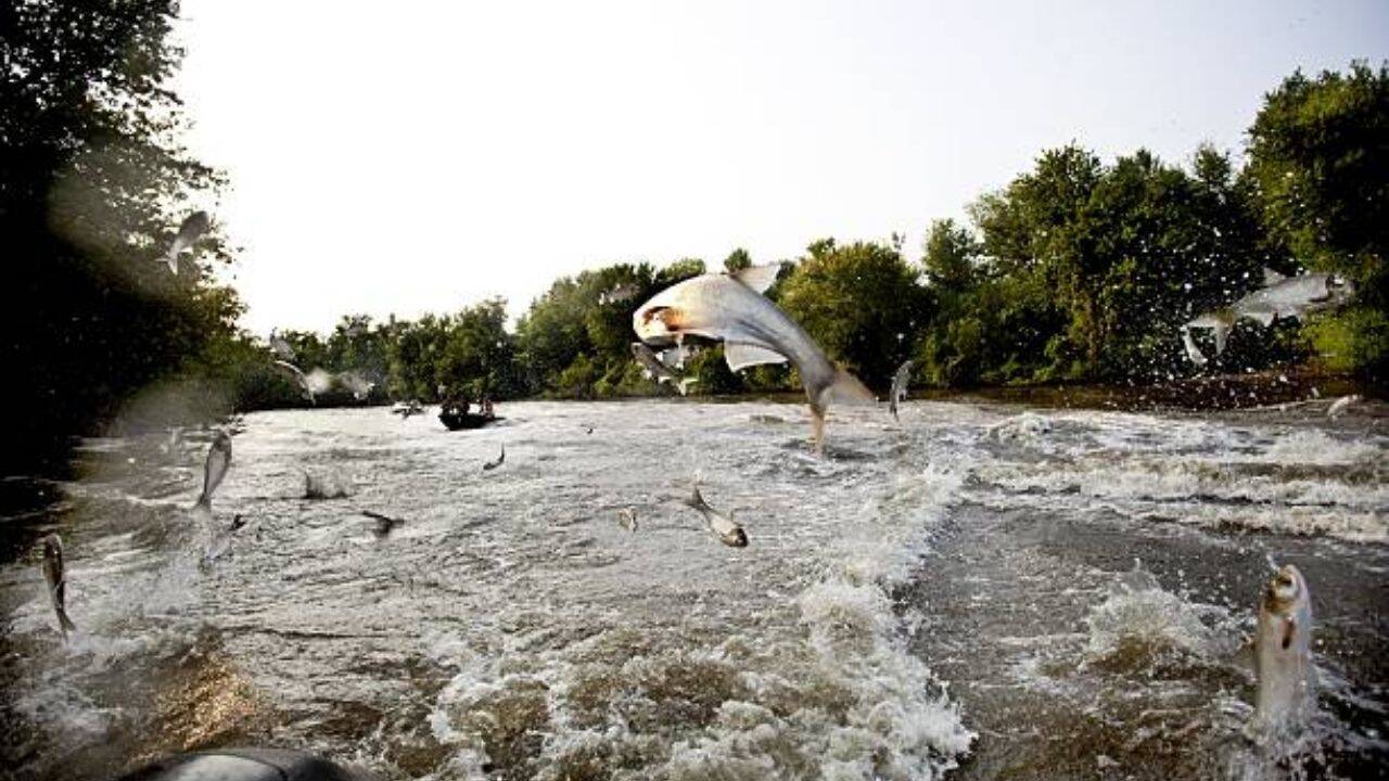 Invasive carp removal transforms Minnesota lake into ecological success story