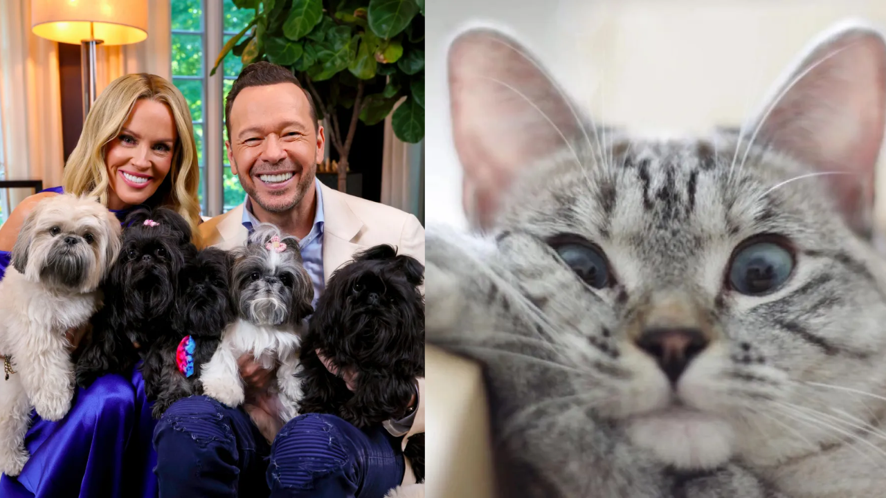 Celebrity-hosted pet contest raises $8 million for animal welfare centre