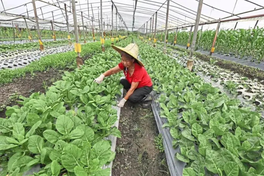 Malaysian farmers brace for crop losses as heat stress intensifies