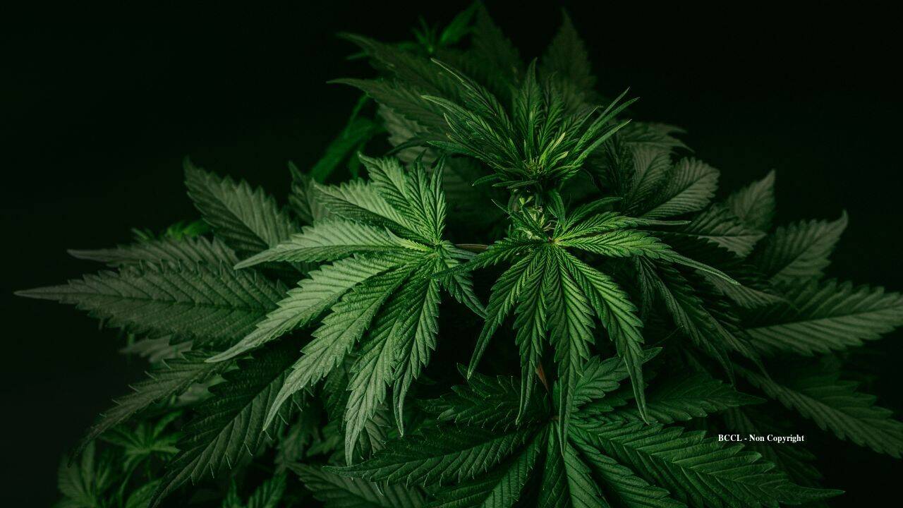 US couple wins $1M cannabis fine reversal in landmark settlement