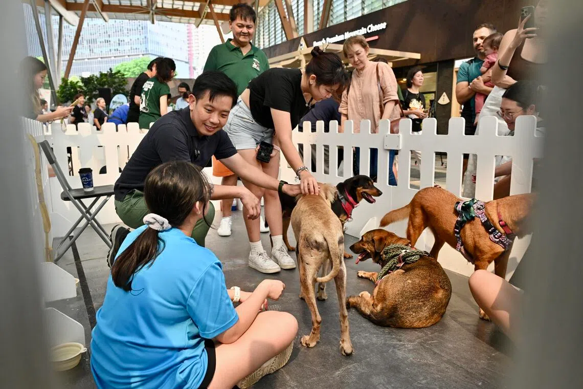 Singapore animal shelters adopt first official operational guidelines