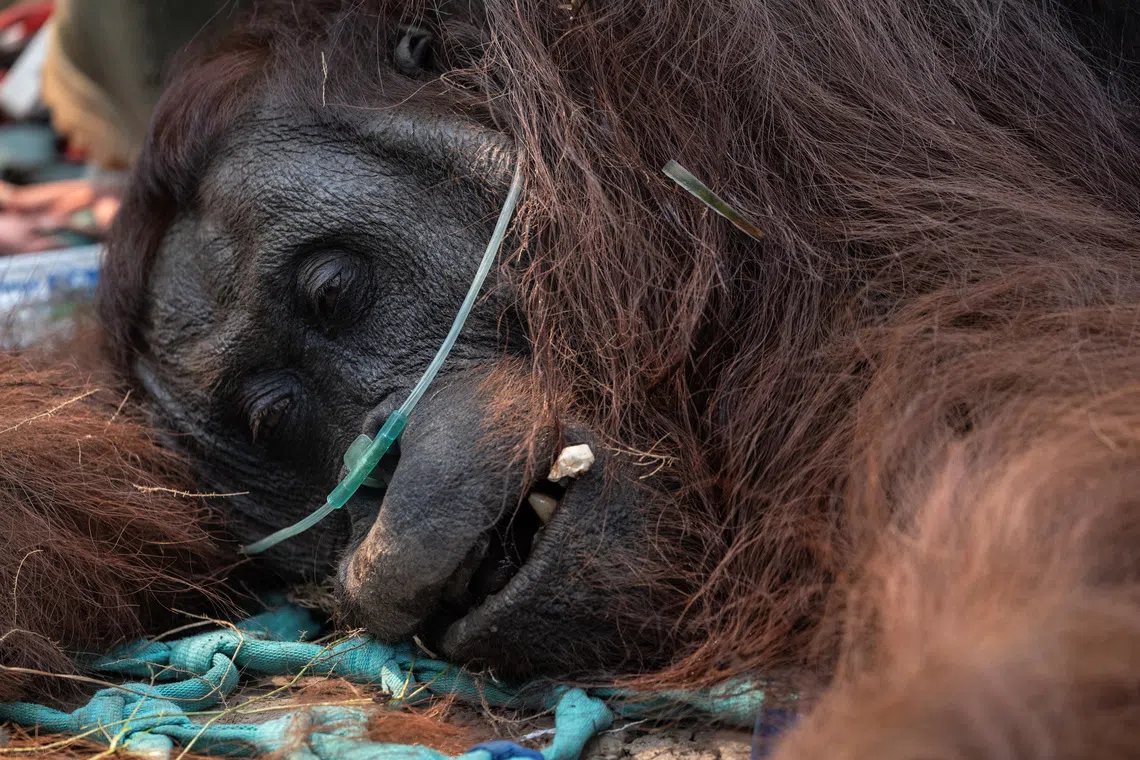 Orangutan rescued from Borneo fire zone faces respiratory recovery
