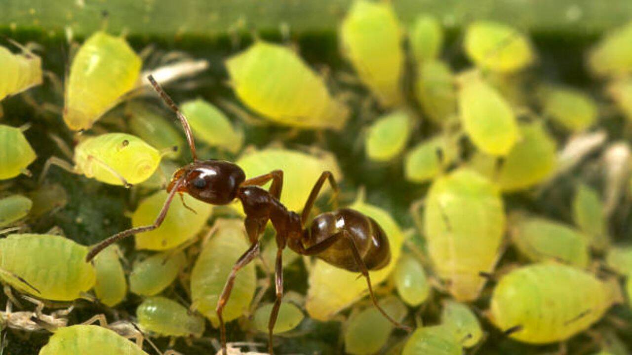 Invasive Argentine ants shield crop pests, threatening California agriculture