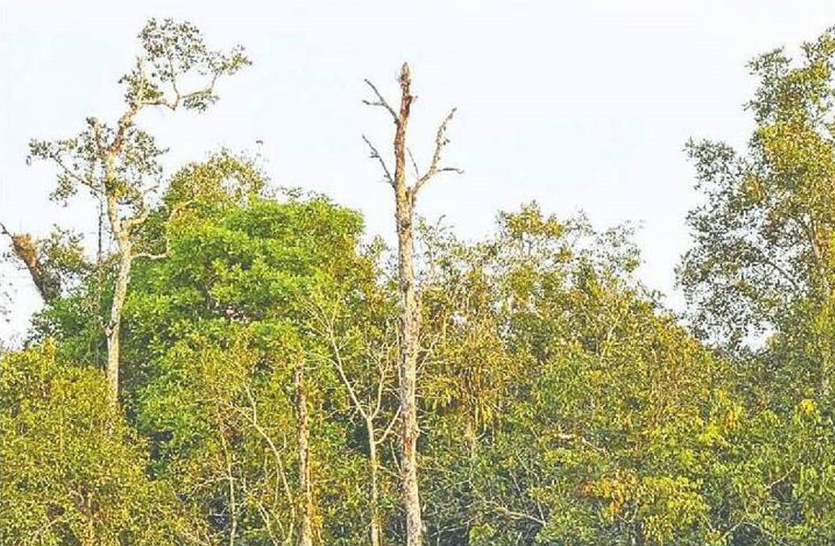 Disease threatens nearly 40 percent of Sundari trees in Sundarbans