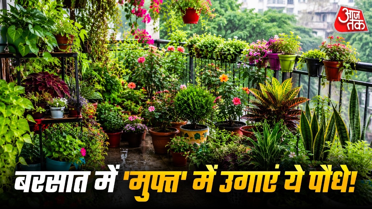 बारिश के मौसम में डंठल से उगाएं बारह पौधे, घर की बालकनी को दें हरियाली