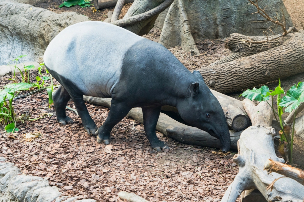 Tapir betina mati dalam suspek perlanggaran di lebuh raya LPT2 dekat Kijal