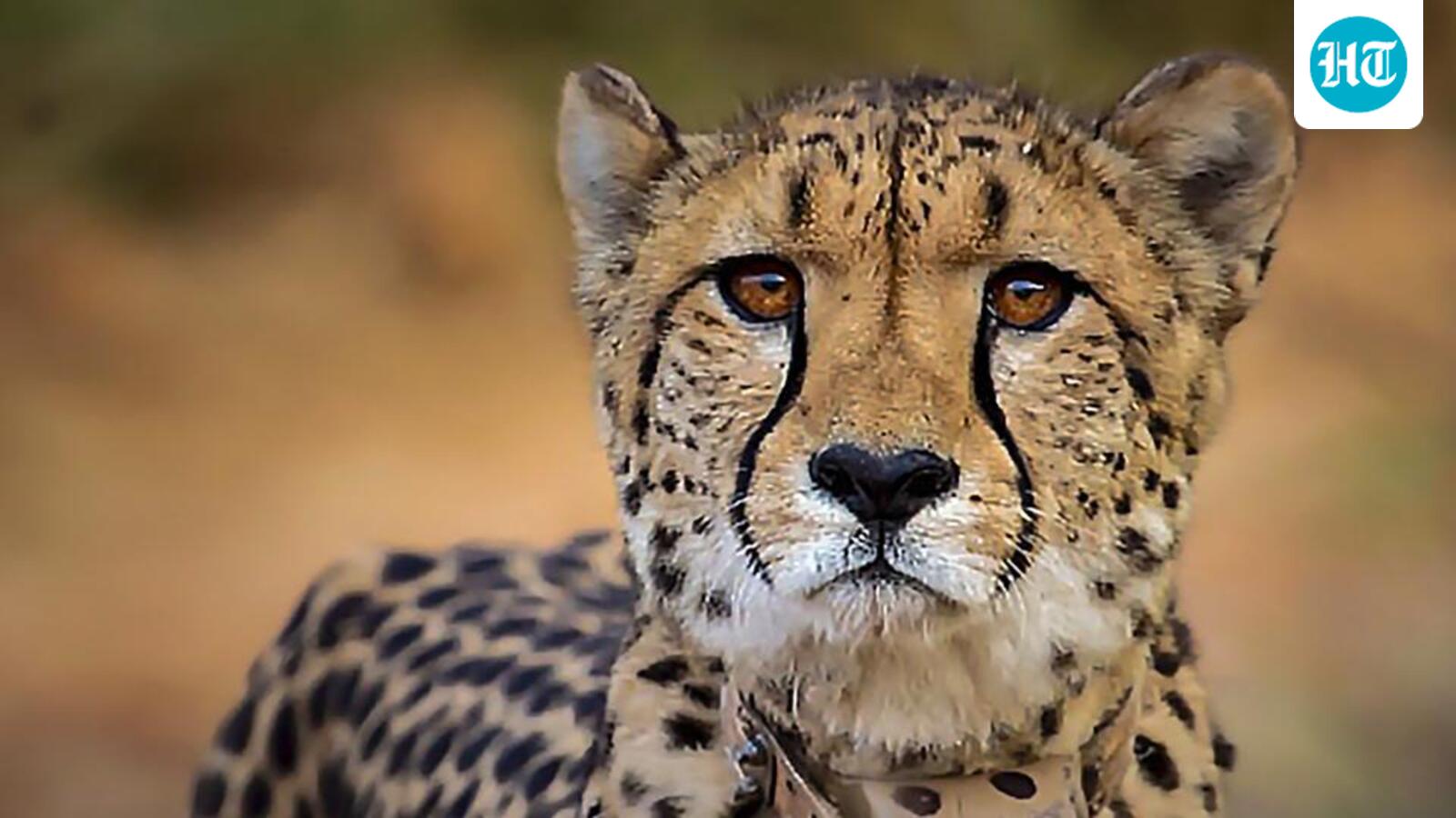 Centre launches high-level probe into death of cheetah at Kuno sanctuary