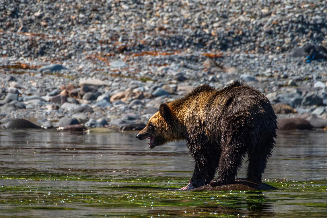 Bear Falls From Fishing Vessel After Napping in Japan's Miyagi