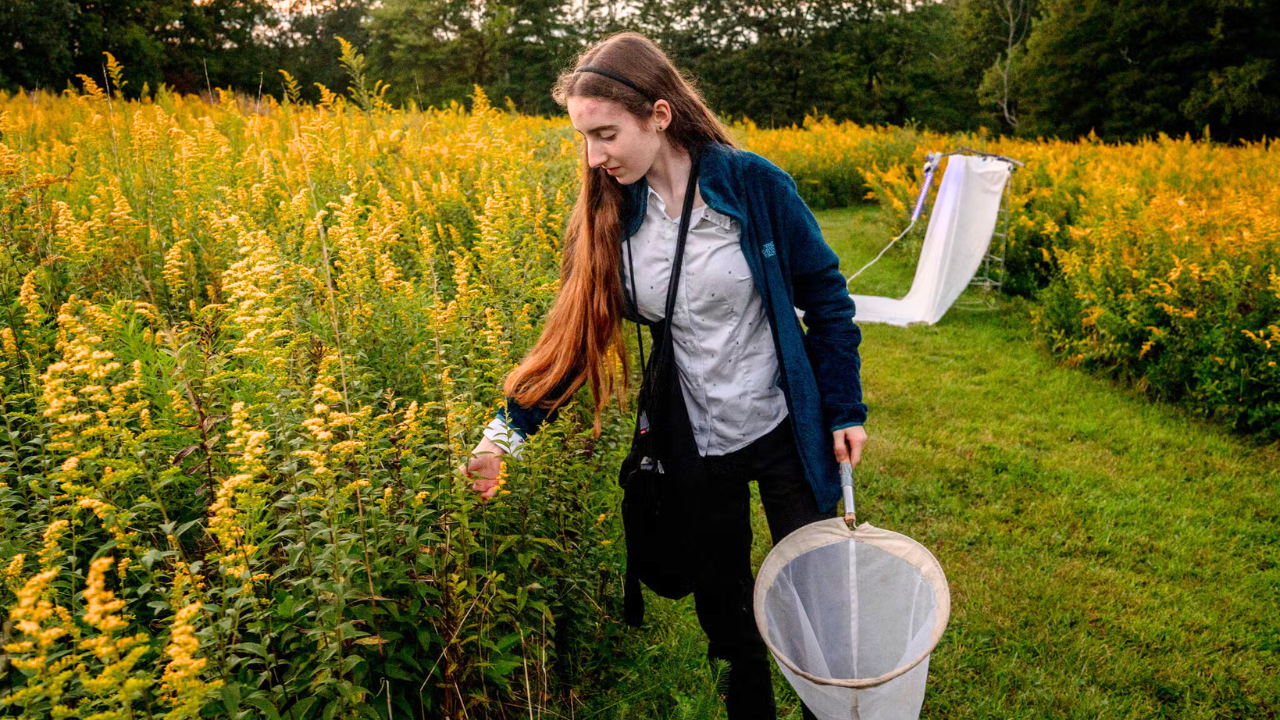 New York student's innovative moth tracking study captures thousands of specimens